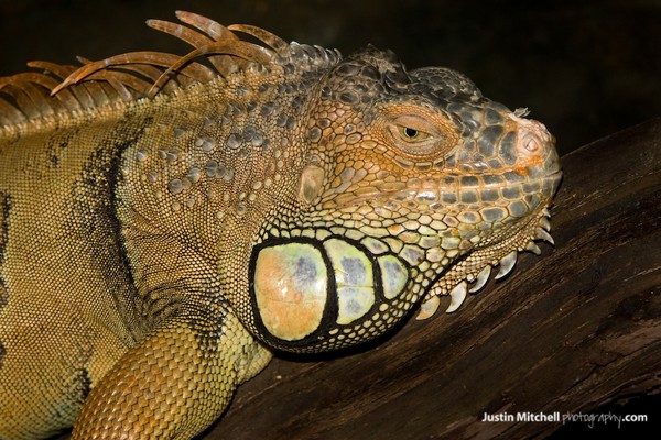 Some Pics i took www.justinmitchellphotography.com